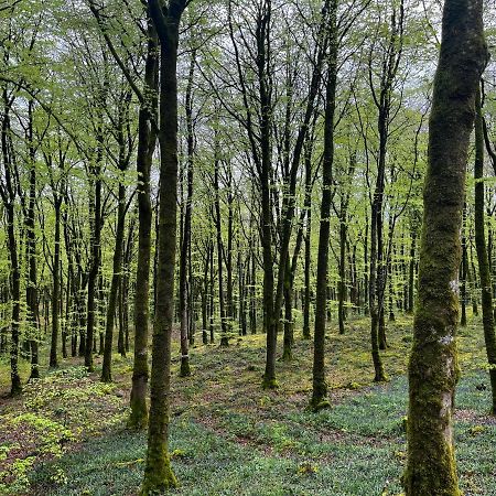 Mullaghmeen Forest Mullingar Exteriér fotografie