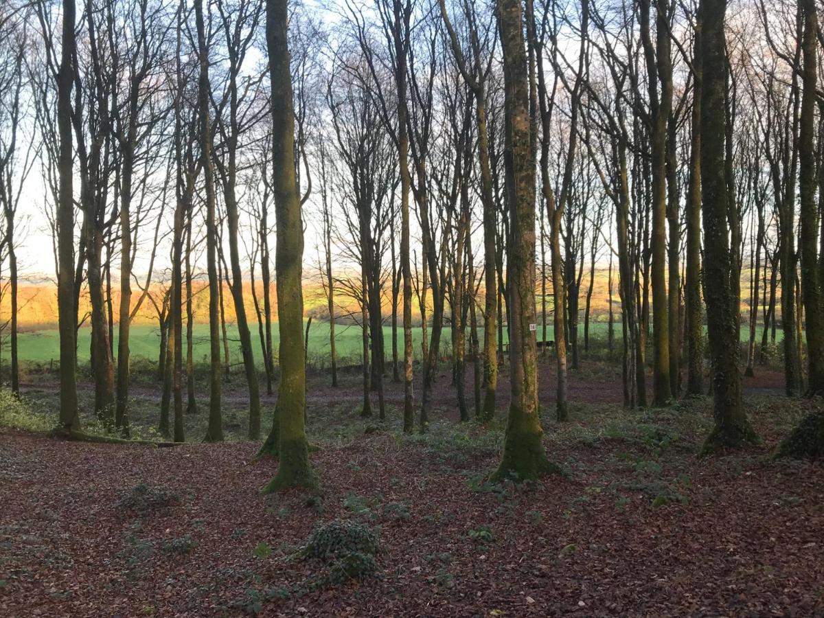 Mullaghmeen Forest Mullingar Exteriér fotografie